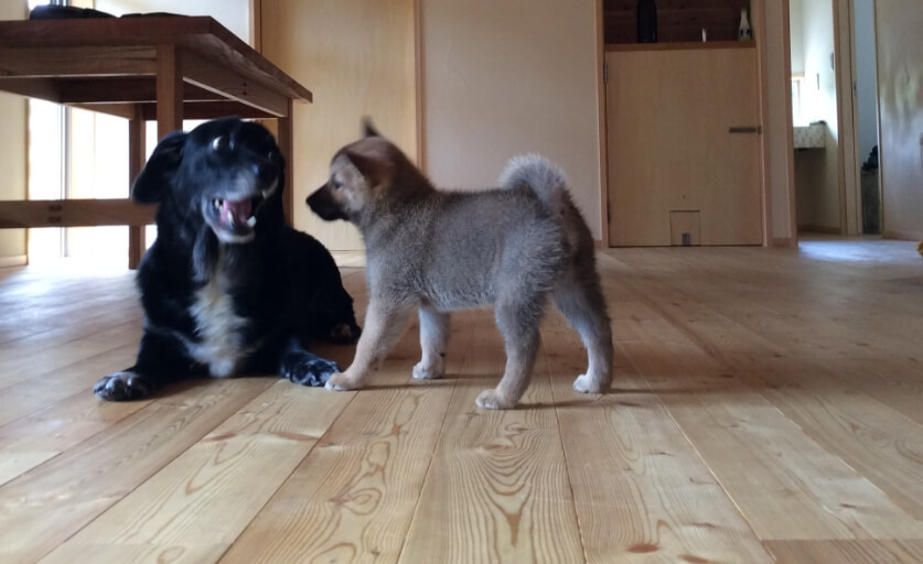 上村製材所　釣り大会の寄贈メダル